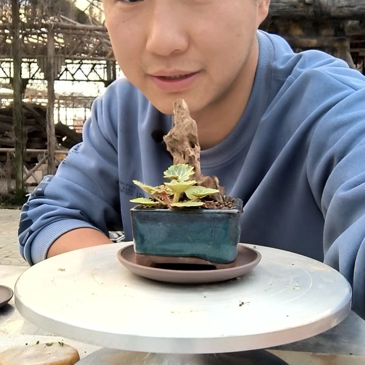老*小盆景小植物一物一拍609