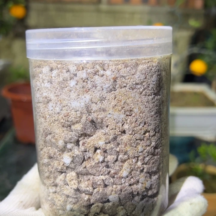 无花朵八房柑盆景绿植园艺