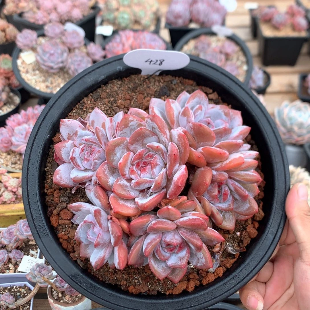 15厘米六头溏心星影 428