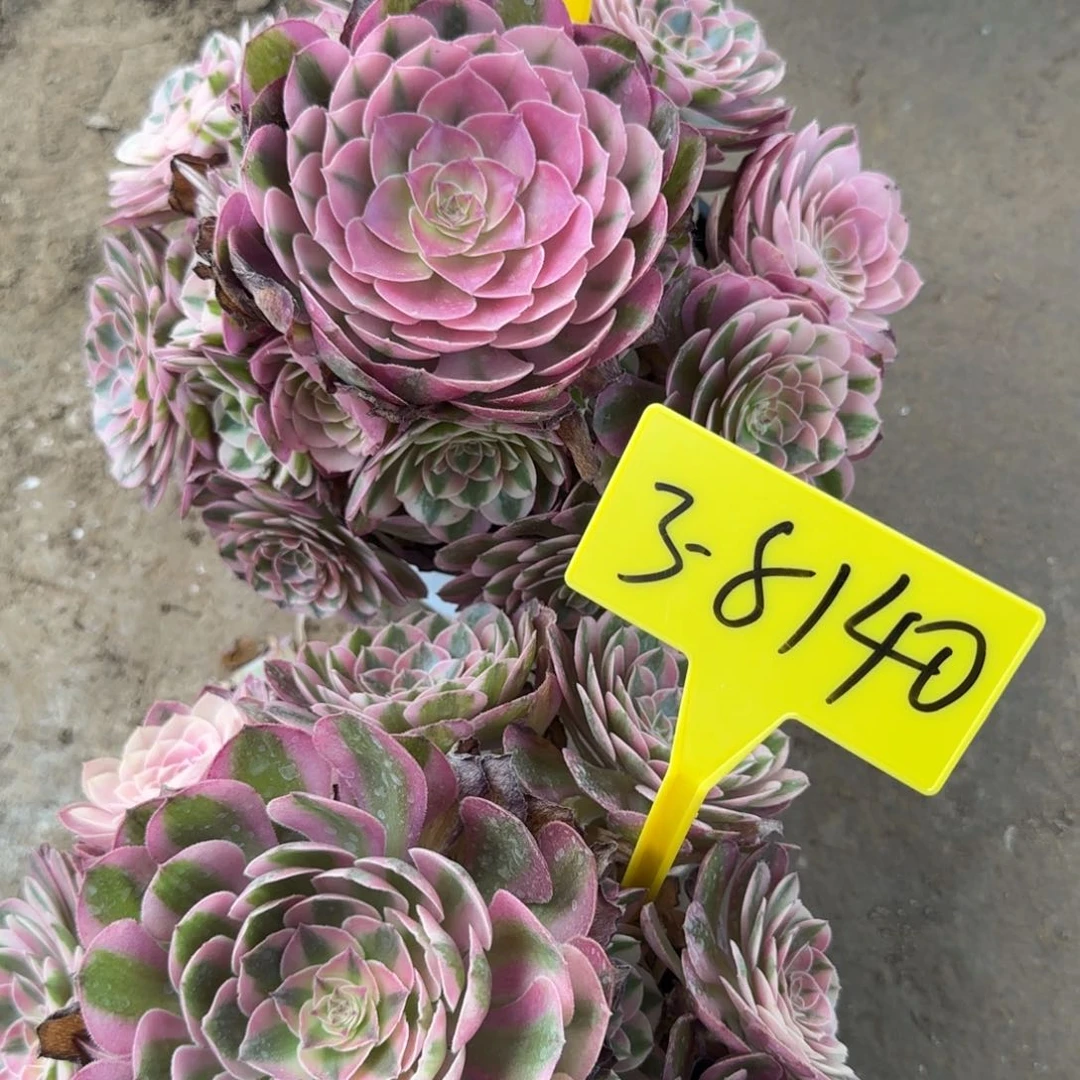 兰***头3-8056---3-8140--+倾城荔枝多肉