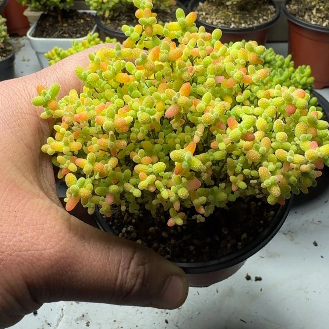 九*多肉植物枝干番杏