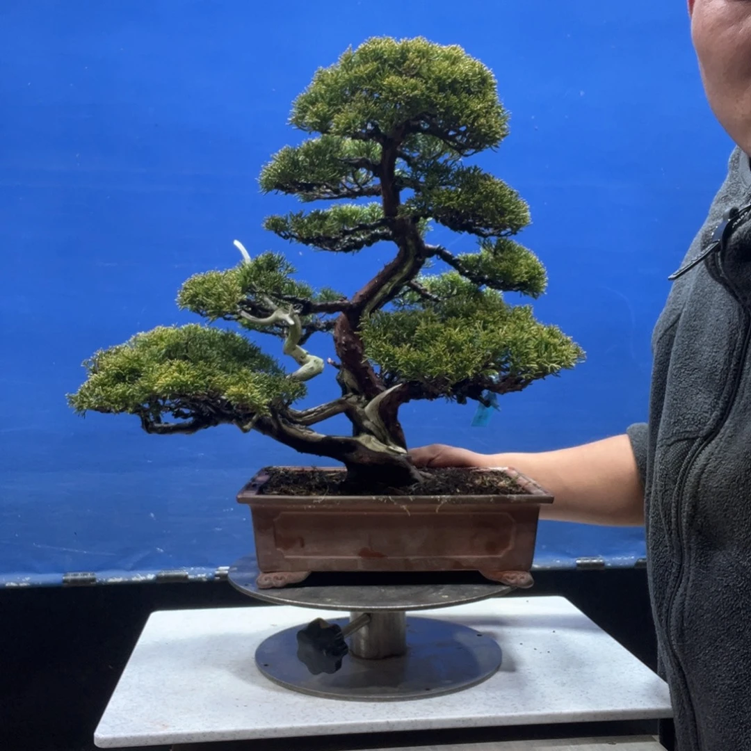 无花朵88888877777778