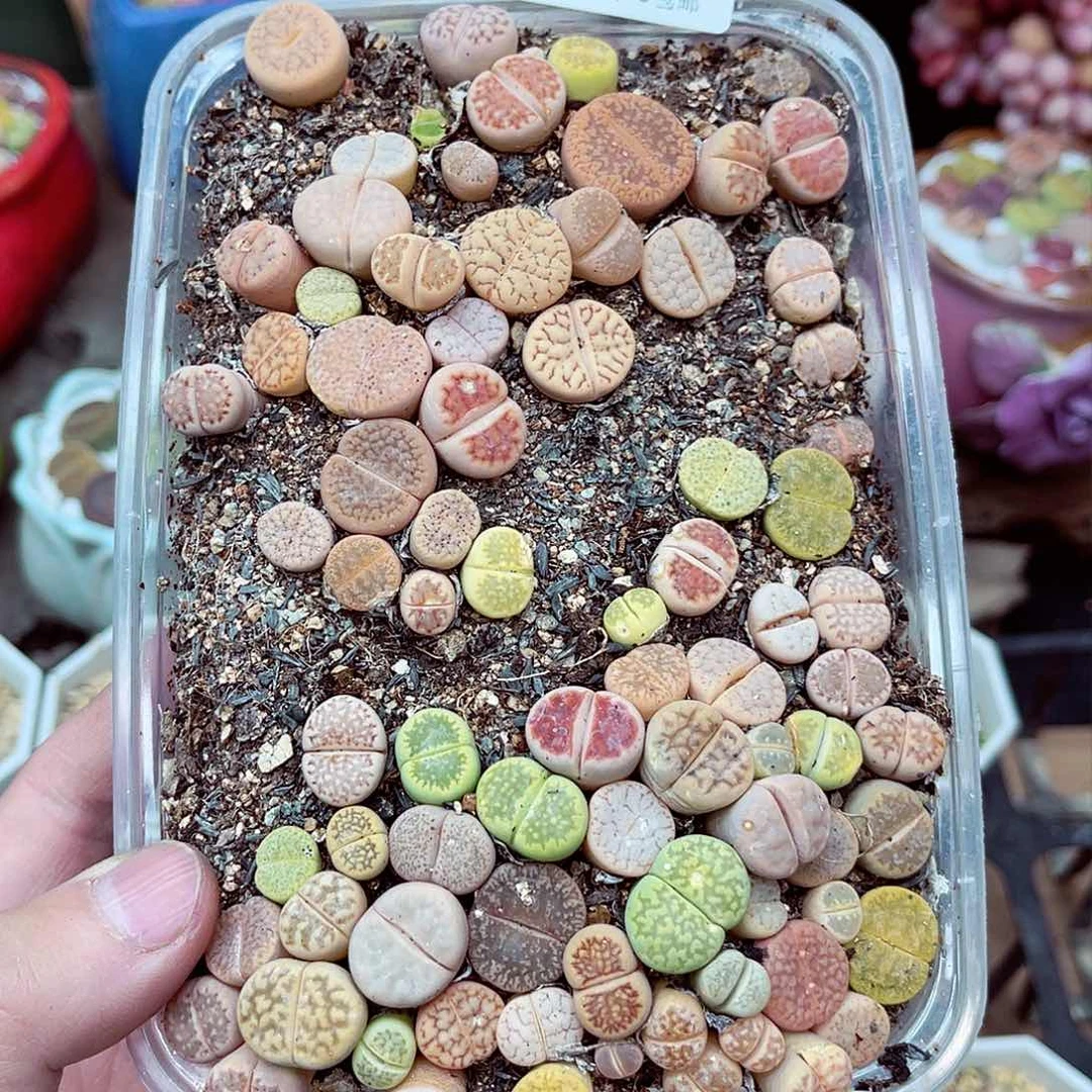 郎哥多肉生石花20-171