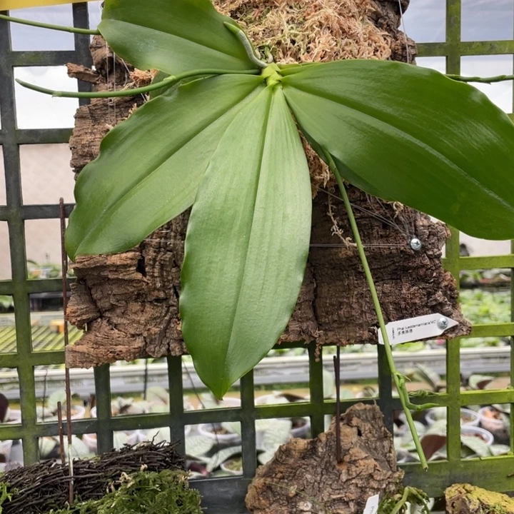 当前无花栽培后可以开花多美路德分生