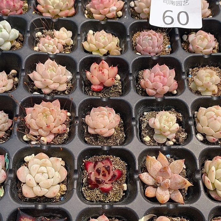 60 多肉植物盆栽花卉植物