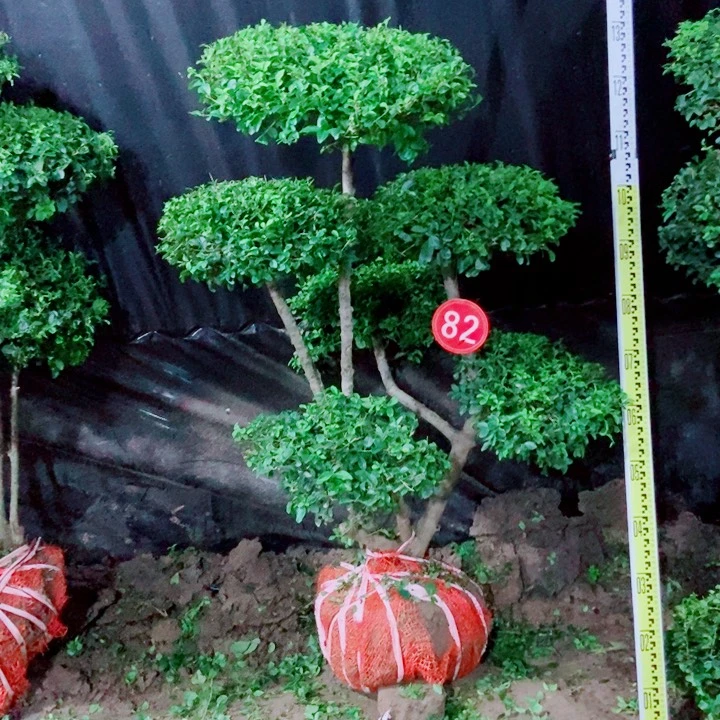 不开花植物一物一拍一物一拍