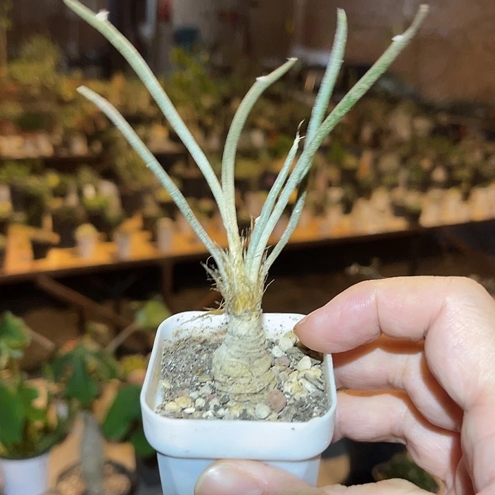 无花朵实生美杜莎一物一拍