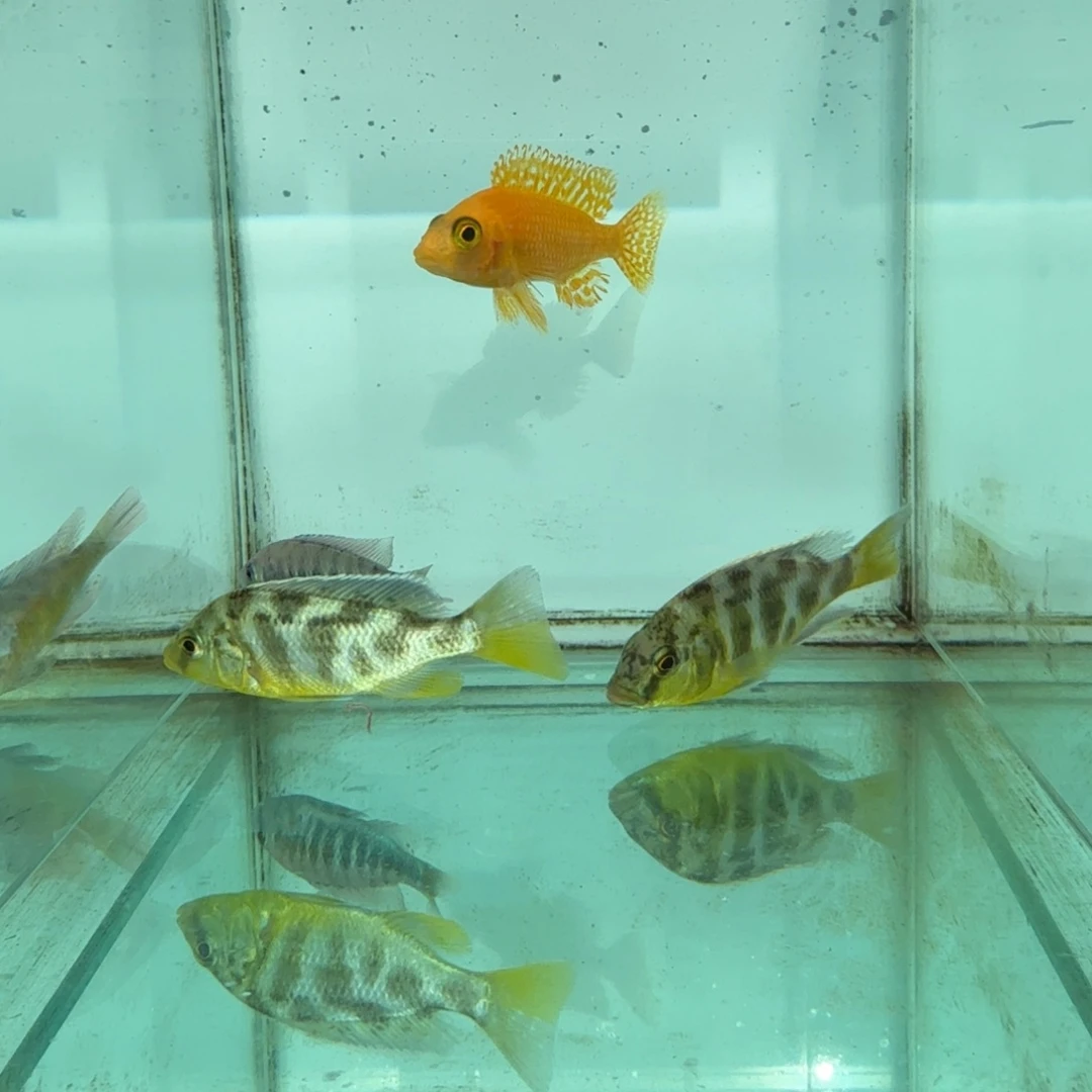 海水1037四条火维纳斯，厚皮。