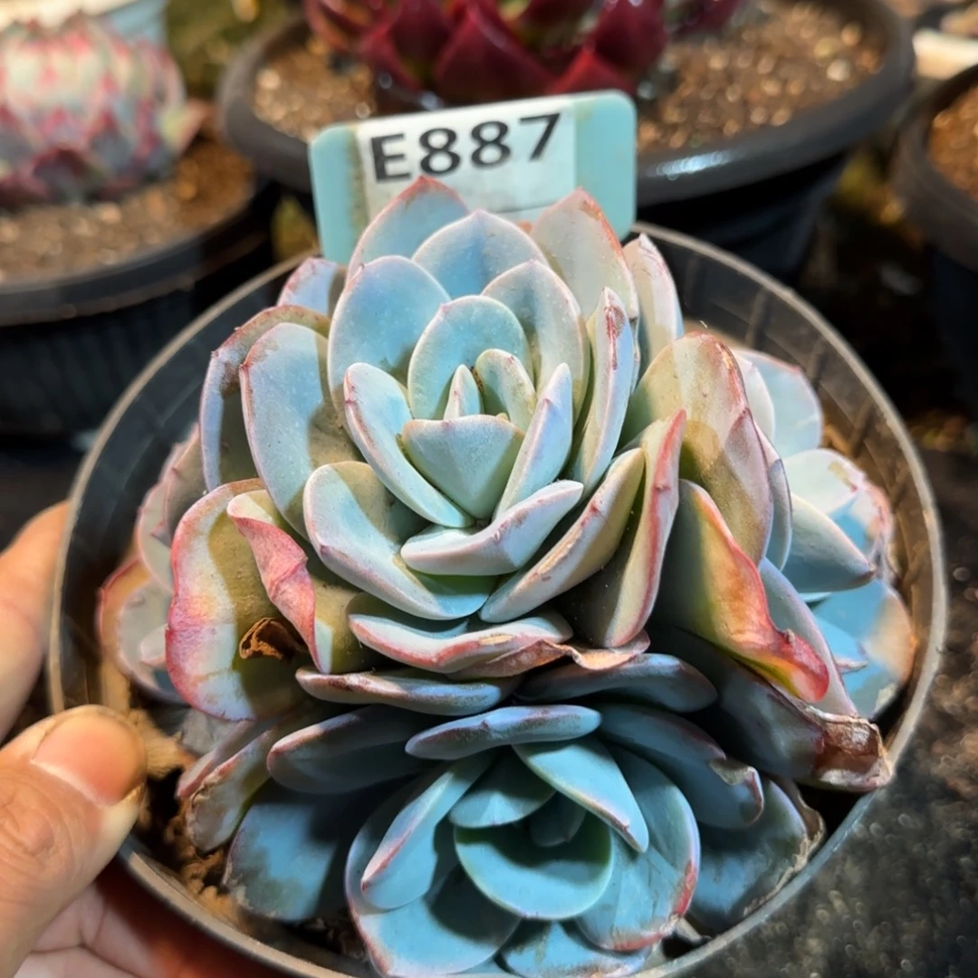 布鲁兰887一物一拍包装收缩花旱