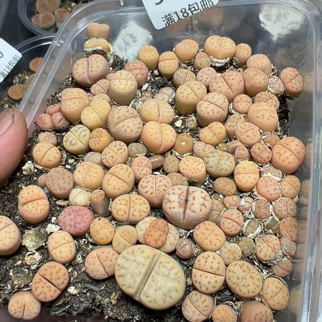 【闪购商品】 543。