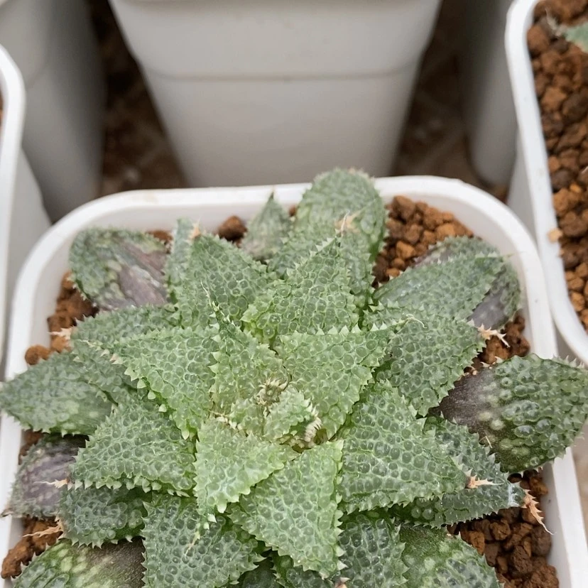 【闪购商品】21莫瑞莎