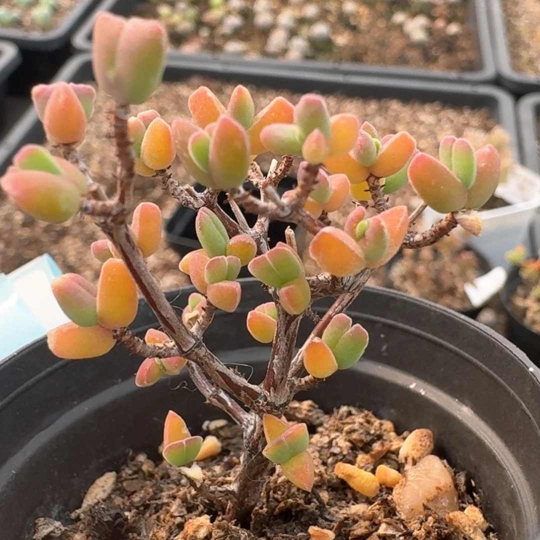 271带盆土发货00000000