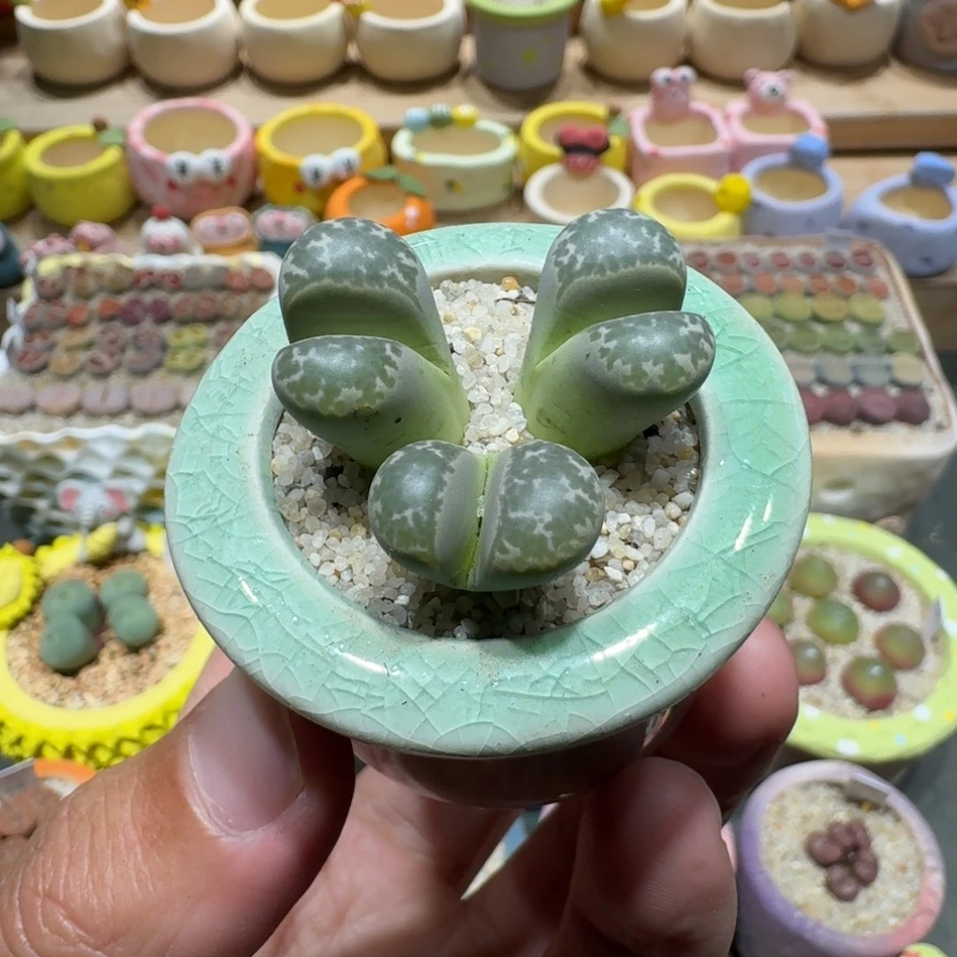 蘑菇1356瑙琳多肉植物