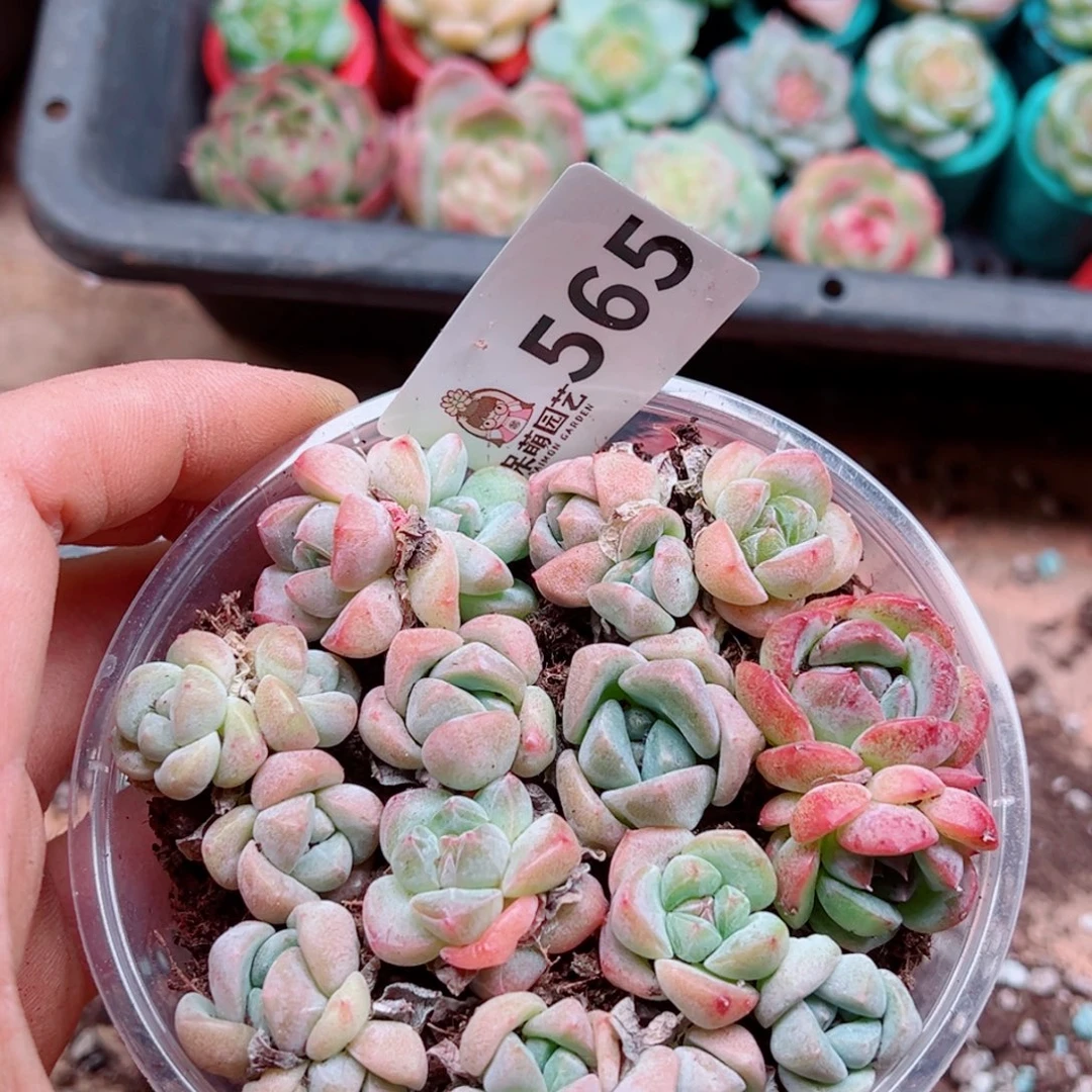 多肉植物多肉植物