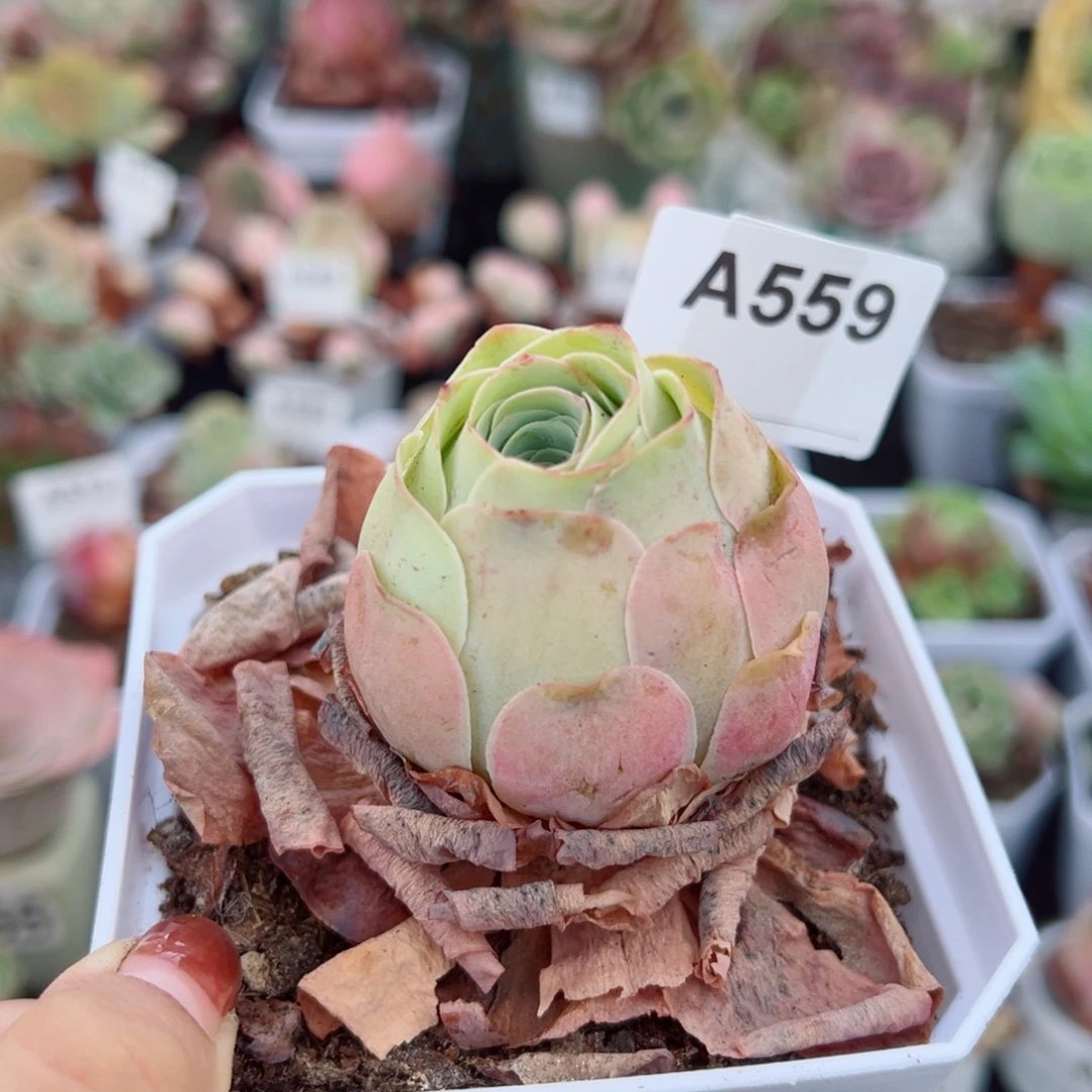 559粉包子单棵。