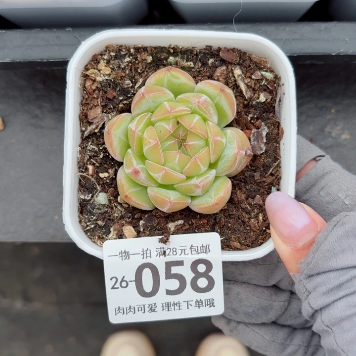 雪花珍妮无盆土无盆土
