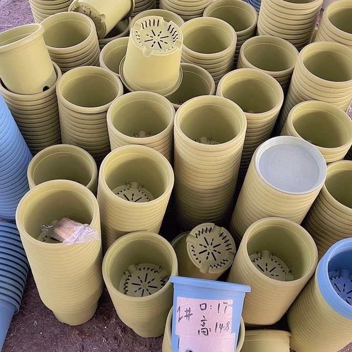 树脂伊特2号果绿色10个带托