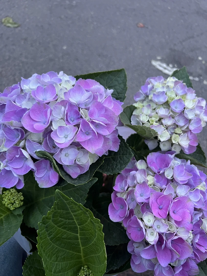 【1加仑盆彩色花花】原盆原土带加仑盆发货，一物一拍，基地直发