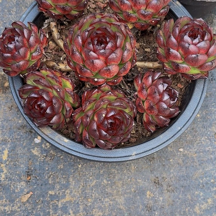 浅***语丽娟花卉包包脸水晶