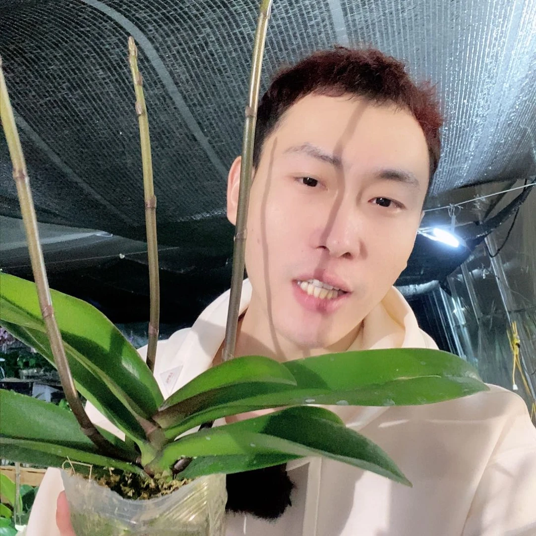 无花朵唯美蝴蝶兰