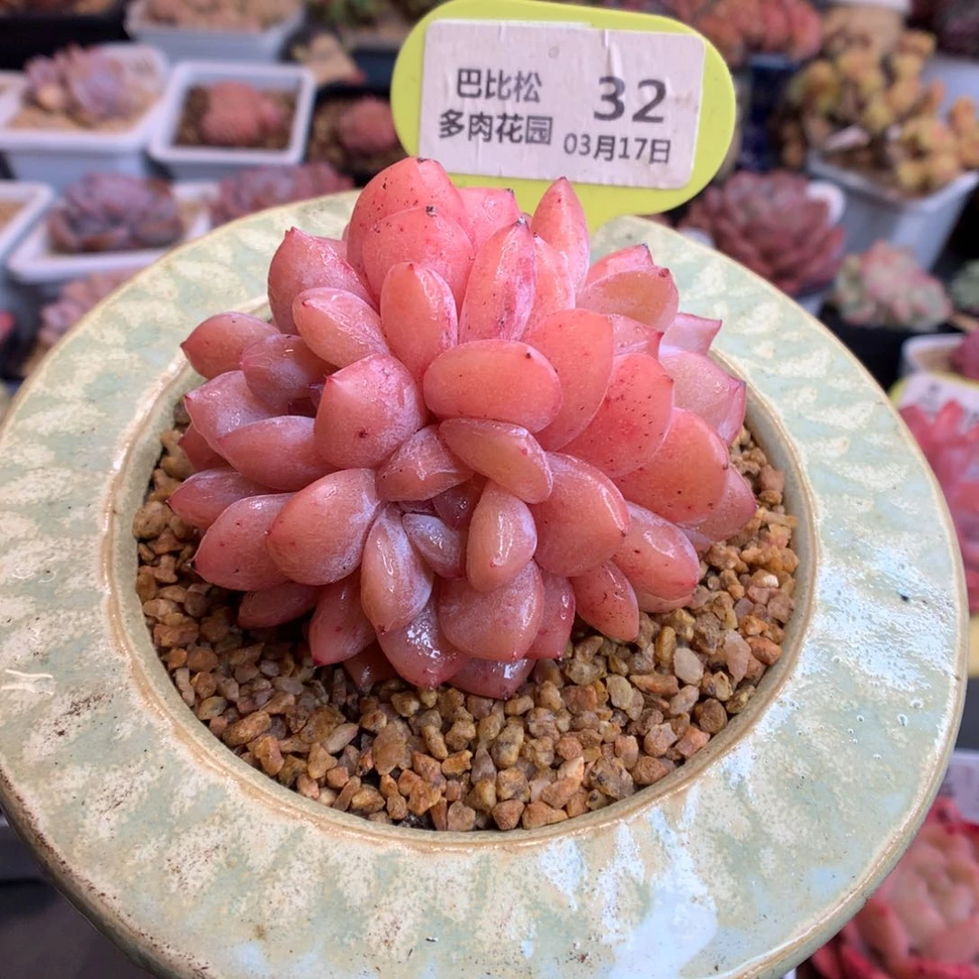 32四头梦露多肉植物