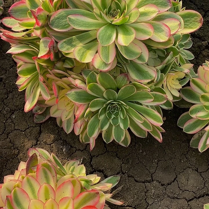 嘿****我多肉荔枝484多肉