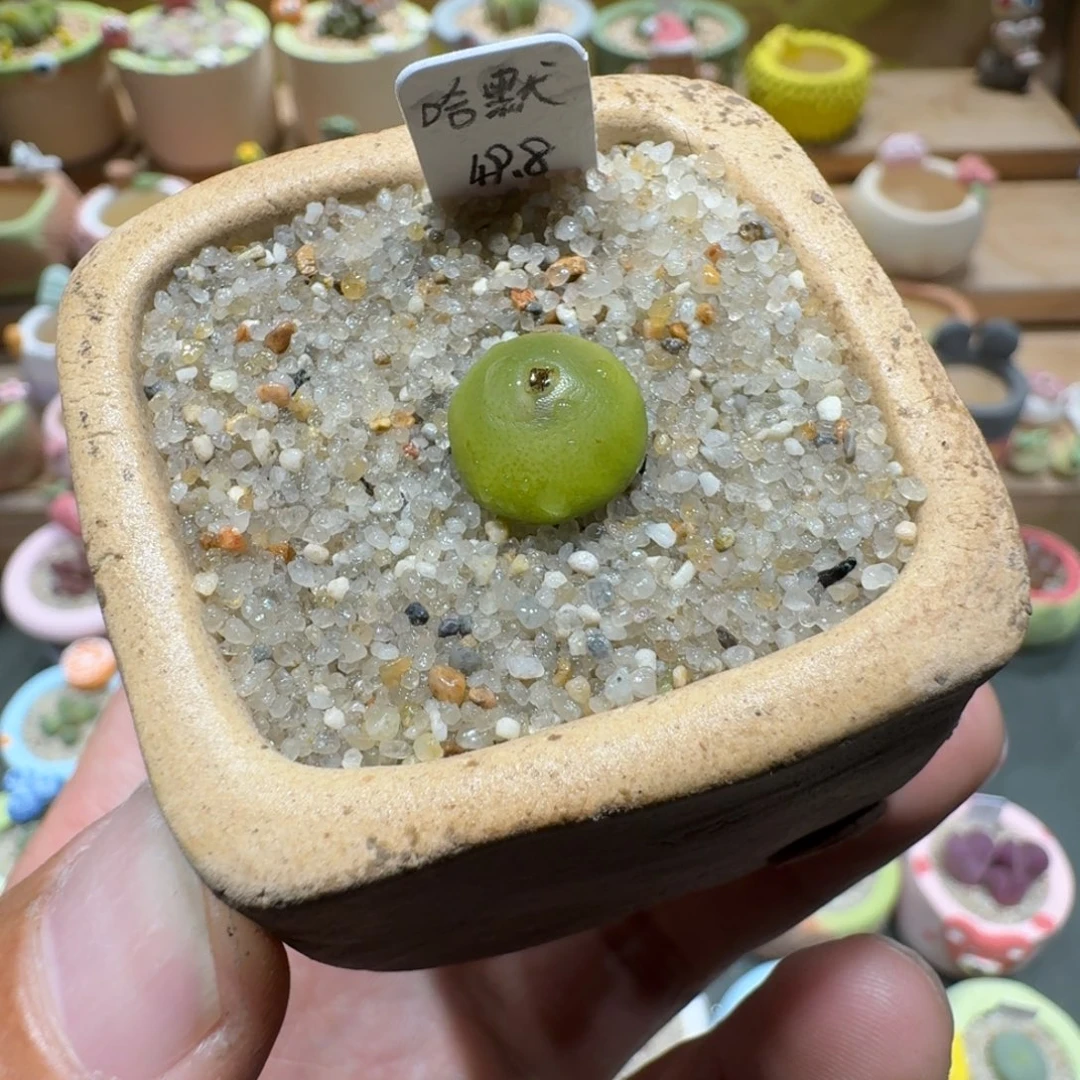 蘑菇1157哈默多肉植物