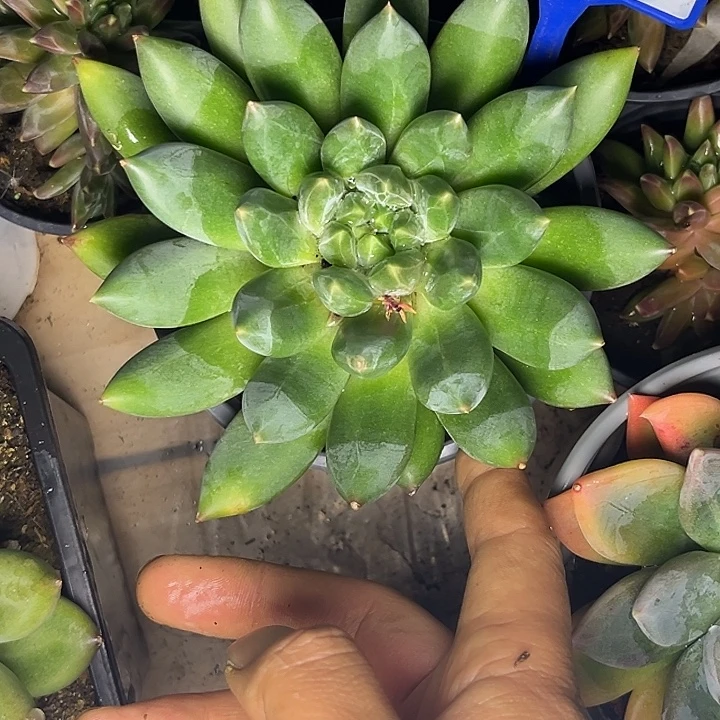 多肉植物重楼群200