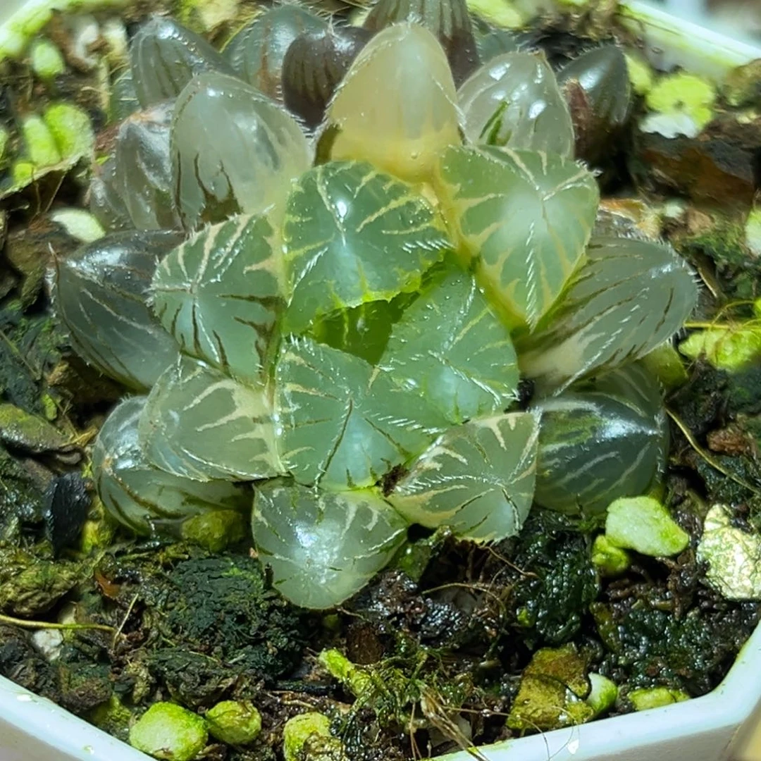 恭喜发财大吉大利954