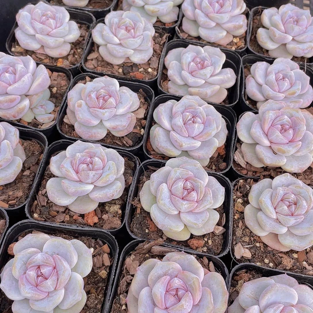 量拍9号 芋圆啵啵单头一个