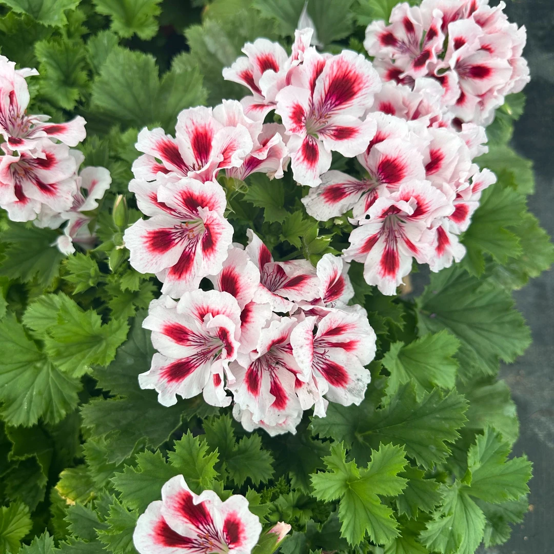 【蝴蝶梅教皇】鲜花花卉绿植盆栽易成活