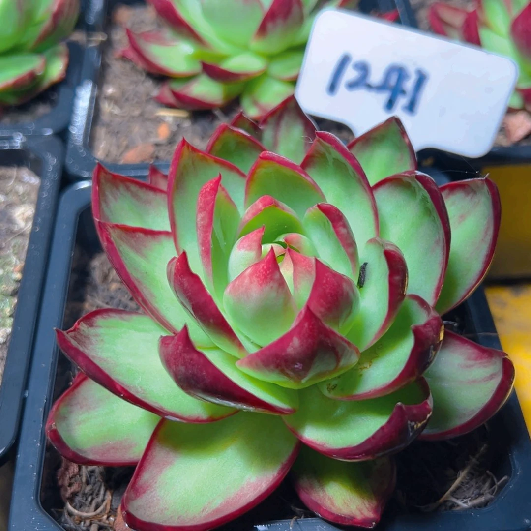 惊鸿仙子一物一拍1241号