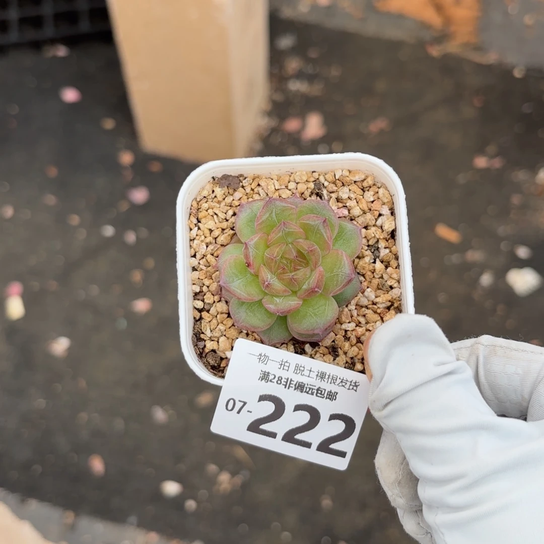 珍翡单头多肉多肉