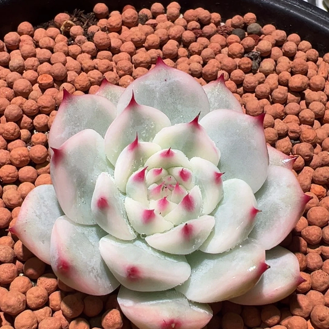 吉娃娃锦，厚叶覆轮锦
