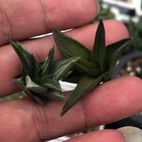 原始密古拉和小天狗锦侧牙无根