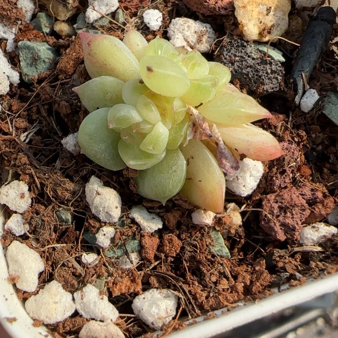 小卡拉米糖心一物一拍