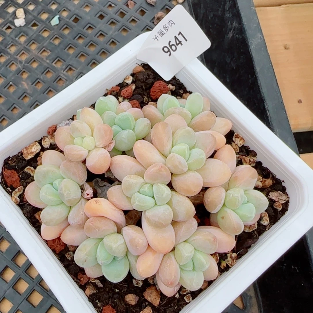 香玉无砍，9641多肉植物