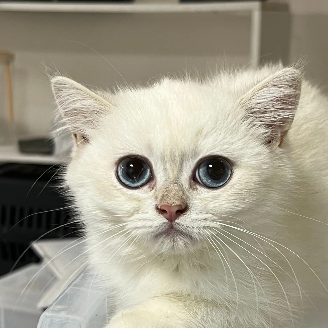 来了姊妹-金点英短猫-妹妹-r7