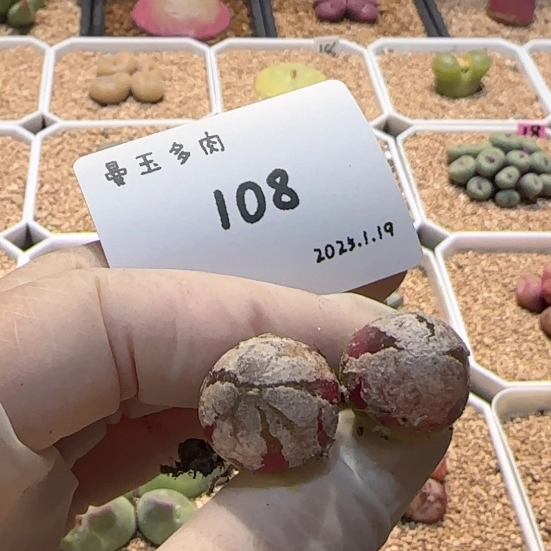 阿*多肉多肉多肉1.19-108