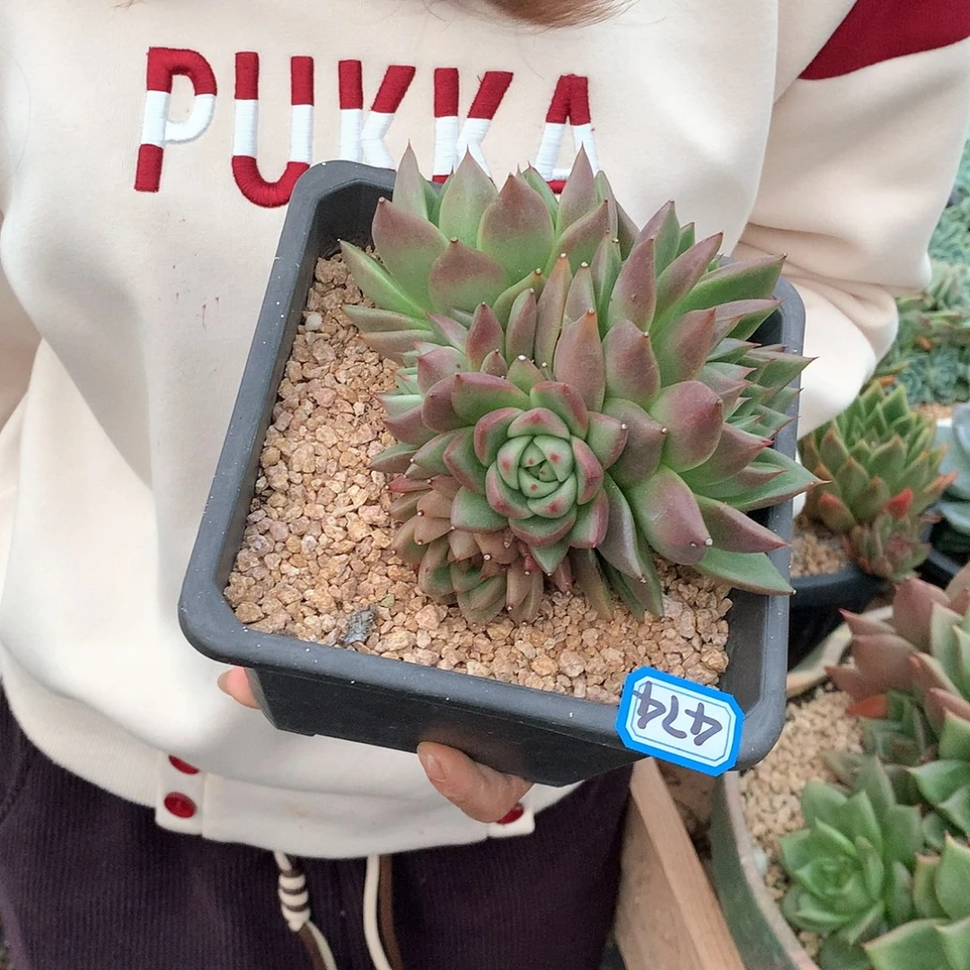 474杂一物一拍多肉