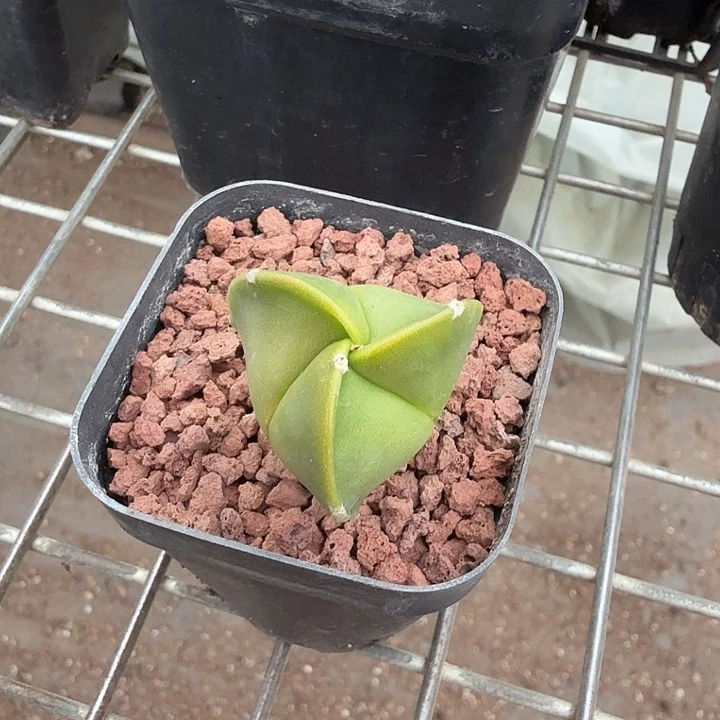实生三角鸾小2仙人球