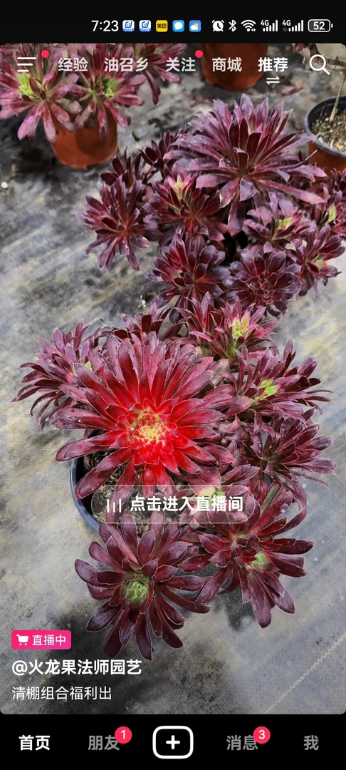 粉女巫  美杜莎   红金刚   等等…………