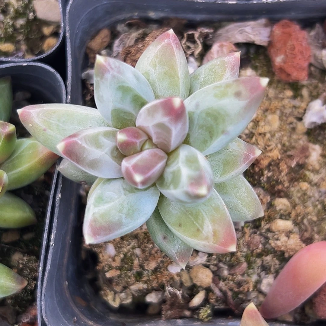 桔云多肉美人精品系列