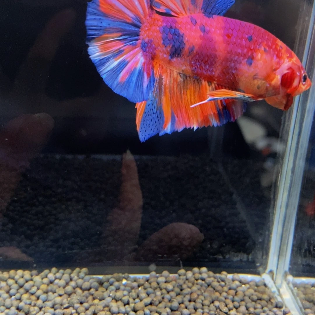 斗鱼用****4299巨斗巨斗