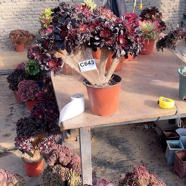 643欧紫缀多肉法师