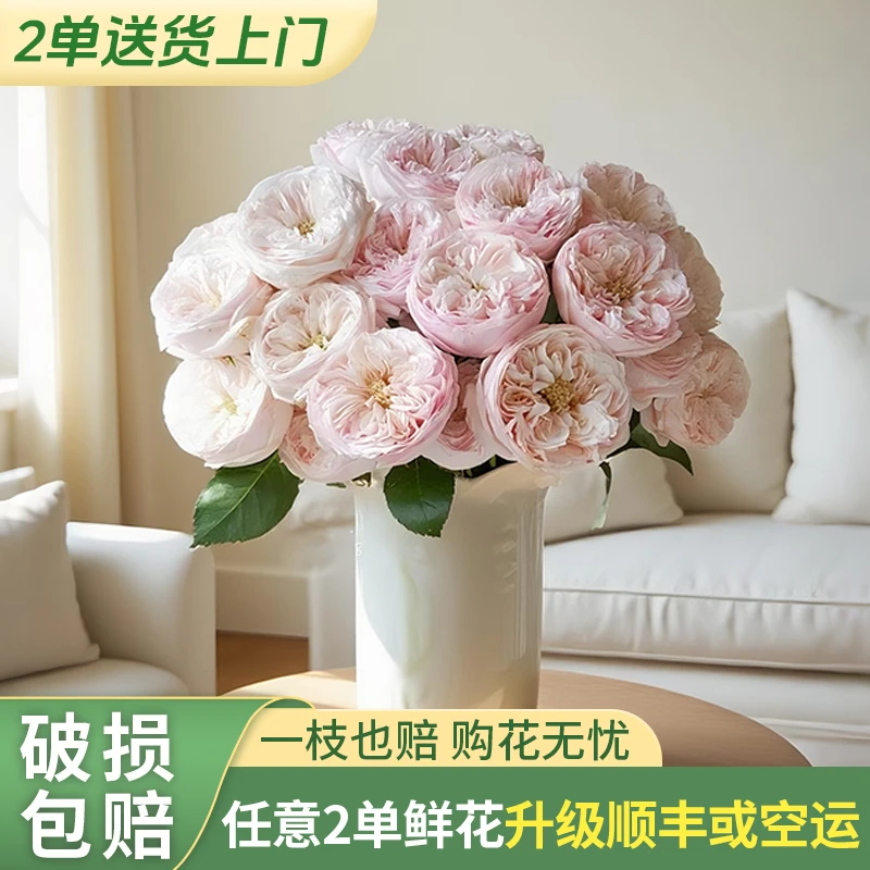 【源头优选-表妹】酷皮单头玫瑰 任意2单升级快递 发货后不支持退款