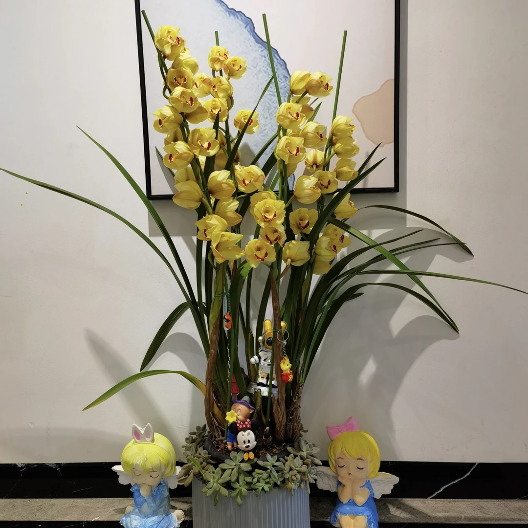 黄金岁月大花蕙兰盆栽室内花卉新宠好养四季开花花卉发货快