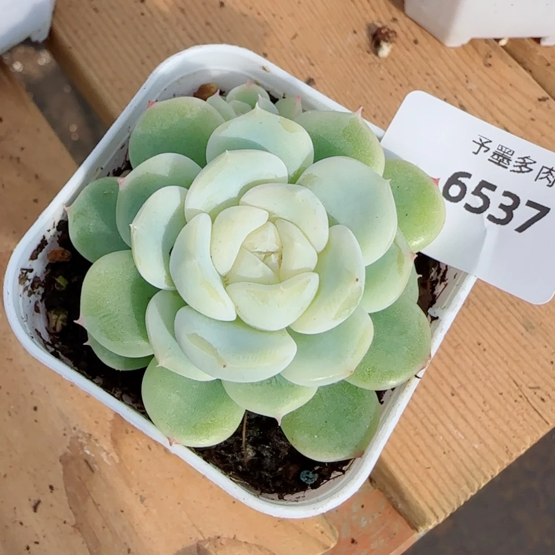 ***白财，6537多肉植物