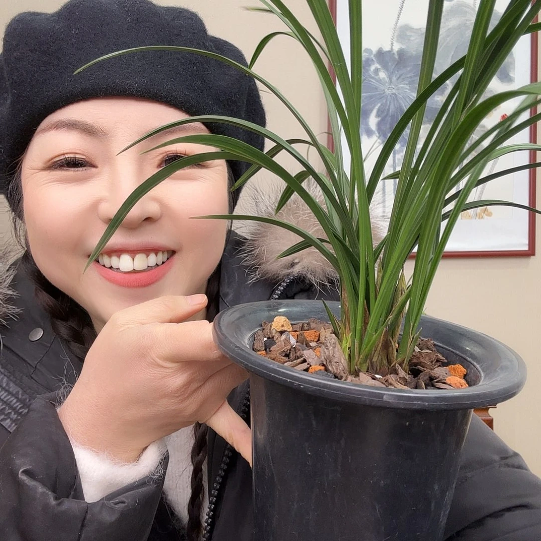 完全开放宋梅带花