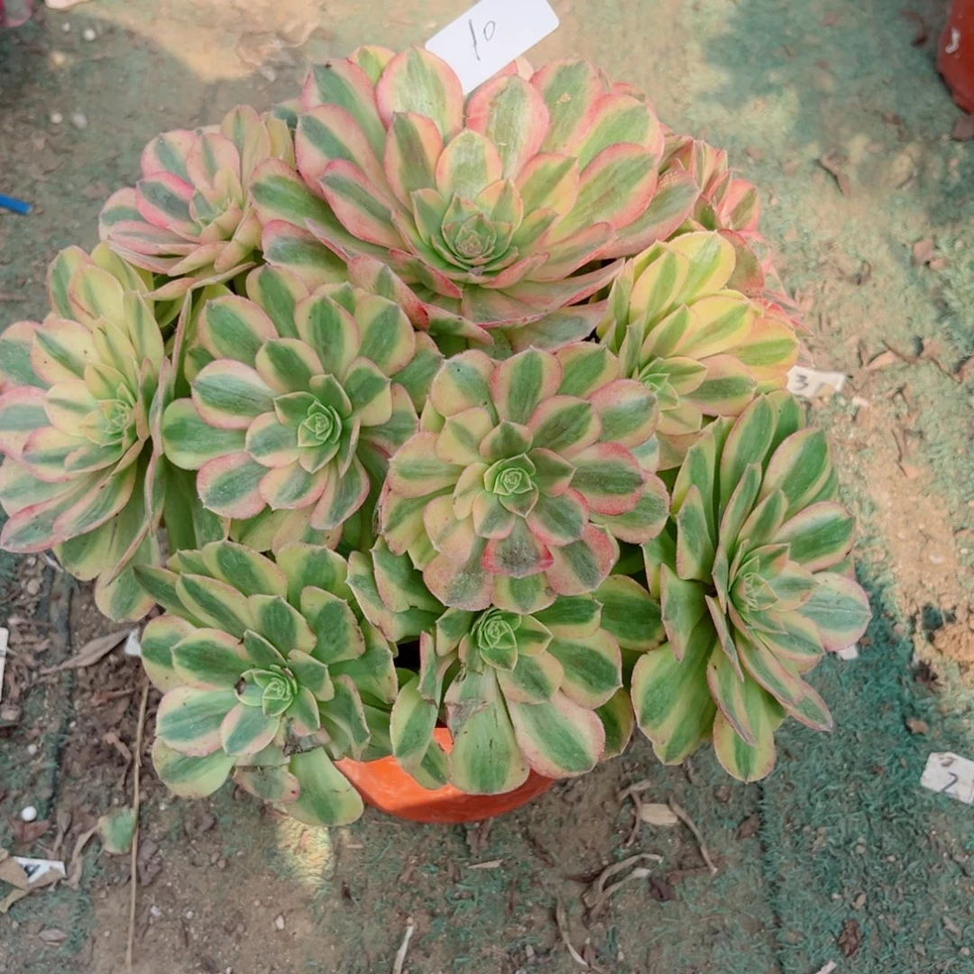 10雨荷法师多肉植物